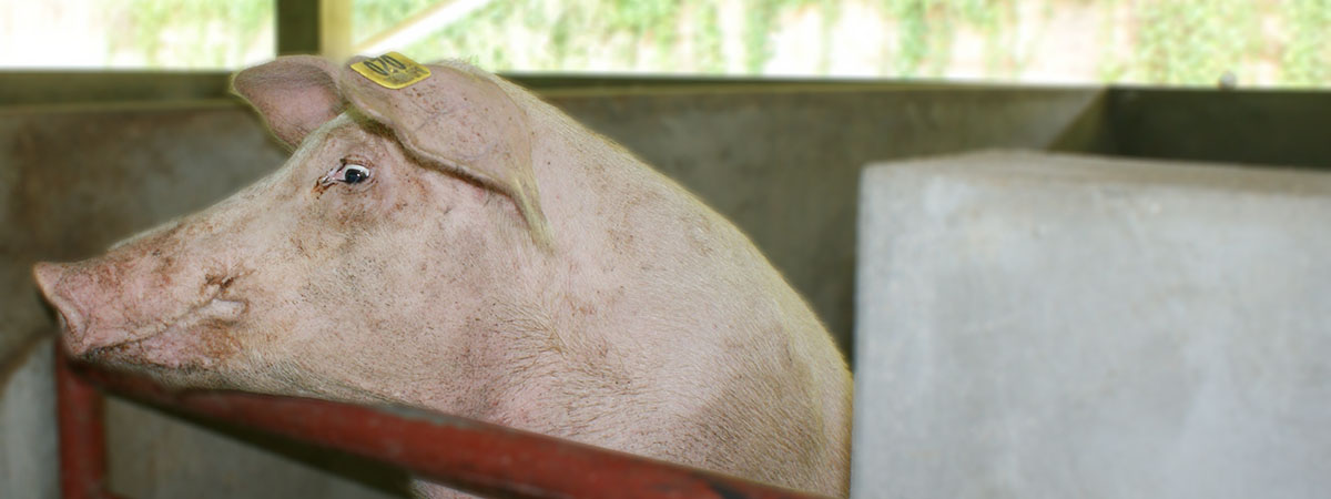 pig